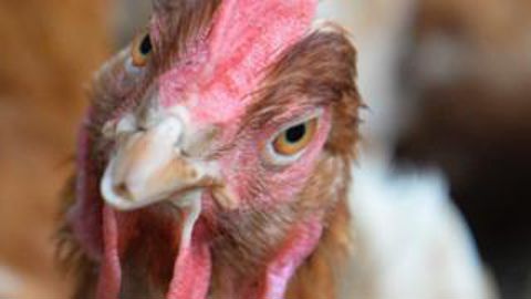 Le secteur de la volaille est partagé entre les investissements tout au long de la filière pour reconquérir le marché national et la poussée des importations de viande qui se poursuivent. En attendant, la production d’aliments perd des tonnages.